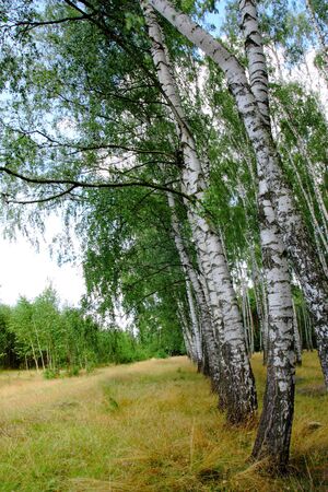 Birch forest in summerの写真素材