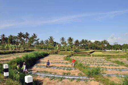 Bali, Indonesia, Juli 27: Farmers work on a rice farm, Juli 27, 2009 in Bali Island.のeditorial素材