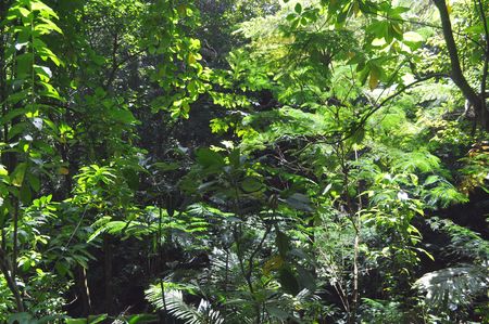 Forest inside island, Bali, Indonesia