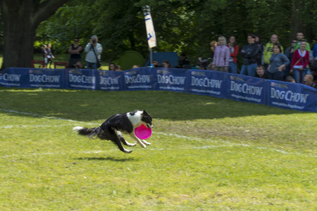 Lovers of dogs met at competitions  Dog Chow Disc Cup 2014 ,where they could be there to show off their skills and their dogs in Wroclaw, Poland on Juni 1, 2014 のeditorial素材