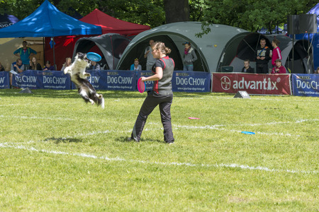 Lovers of dogs met at competitions  Dog Chow Disc Cup 2014 ,where they could be there to show off their skills and their dogs in Wroclaw, Poland on Juni 1, 2014 のeditorial素材