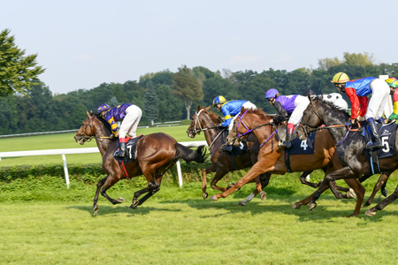 Rutena Award - International race for 3-year-old and older horses on 7 September 2014 in Wroclaw, Poland. Race wins horse Madjani with the number 7.のeditorial素材