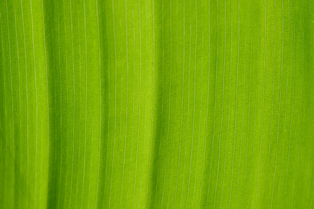 Green leaf textured backgroundの写真素材