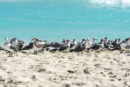 Seagull on the Cancun beach, Yucatan, Mexicoの写真素材