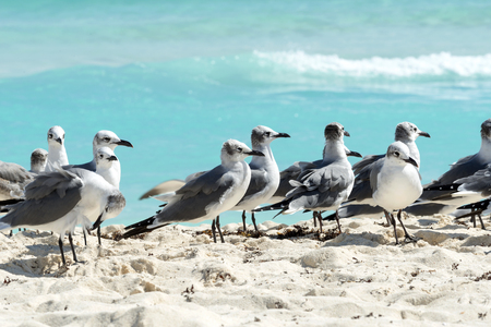 Seagull on the Cancun beach, Yucatan, Mexicoの写真素材