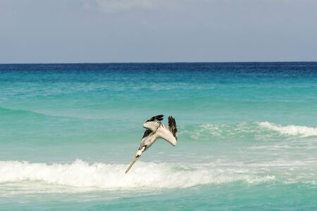 Flying Brown Pelican on a sunny day looking for fish to eat. Cancun, Mexico.の写真素材
