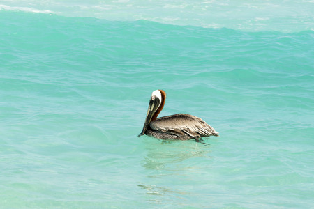 Brown Pelican on the water on a sunny day looking for fish to eat. Cancun, Mexico.の写真素材