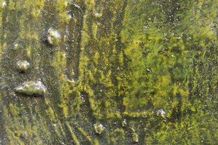 Abstract oil painted texture on canvas