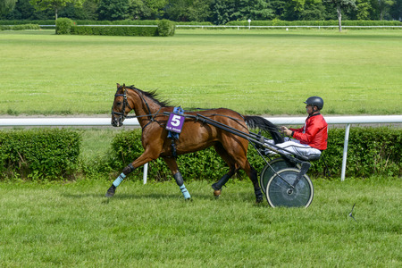 Raya Perrine horse on the race for 8-year-old and older trotting on June 18, 2017 in Wroclaw, Poland. This is an annual race on the Partynice track open to the public.のeditorial素材