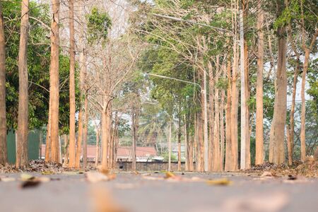 Walkway.の写真素材