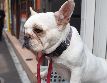 White dog in plastic basket and in the city.の写真素材