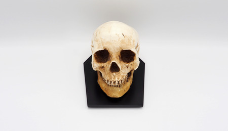 Real human skull head hand made and white background.の写真素材