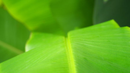 Real green color banana leaf and texture close-up in daylight time.の写真素材
