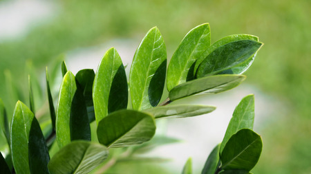 Zamioculcas or zamiifolia green leaf tree or jade color and modern pattern beautiful shape for home decoration.の写真素材