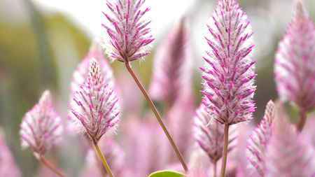 Tiarella sky rocket pink color flowers close-up angle in garden of Namba park Osaka Japan at summer seasonの写真素材