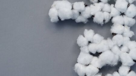 Top view angle images of 100% organic cotton from Holland or Netherland which is flowers imported...