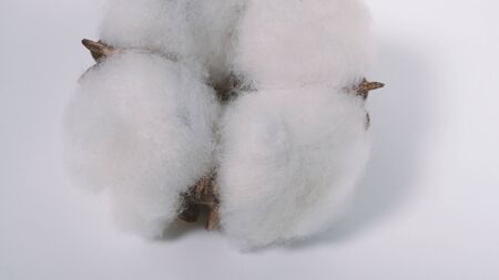 Close-up macro images of cotton flowers in studio shot which represent softness fluffy texture and gentle to skin and material for making dress such as T-shirt or denim jeans or for beauty industry.の写真素材