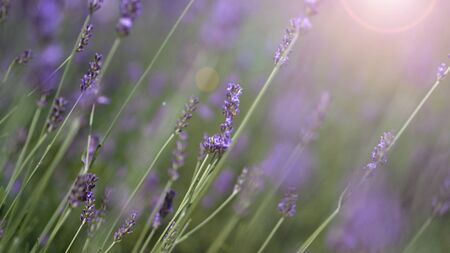 Lavender flowers purple color and sunset light flare to camera which represent fragrance for relaxing mood and shoot from summer in Furano prefecture north part of Hokkaido Japanの写真素材