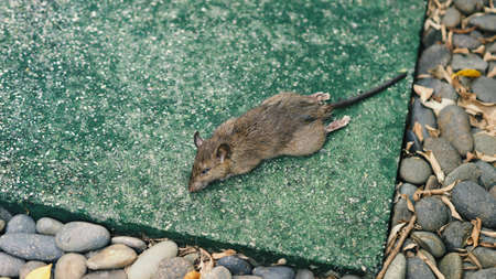 Close-up images of dead rat or mouse which died by rodenticide. the mousy is a small animal that...