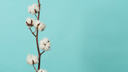 Cotton branch. Real delicate soft and gentle natural white cotton balls flower branches on light green background. Flowers composition. flat lay. top view. minimal style.の写真素材