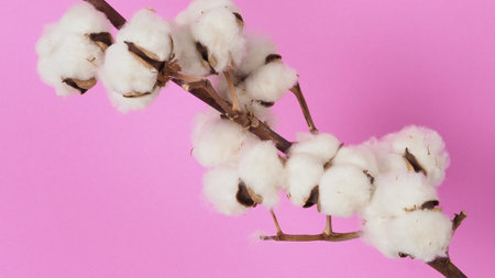 White Cotton branch on pink color background Flat lay Top view. Delicate white cotton flowers. Flowers composition. Light color cotton background. Nature concept represent soft and gentle.の写真素材