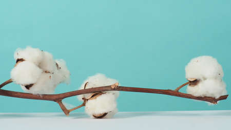 Cotton branch. Real delicate soft and gentle natural white cotton balls flower branches on blue light green background. Flowers composition. japanese minimal style. nature and cotton flowers concept.の写真素材