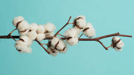 Cotton branch. Real delicate soft and gentle natural white cotton balls flower branches on blue light green background. Flowers composition. japanese minimal style. nature and cotton flowers concept.の写真素材