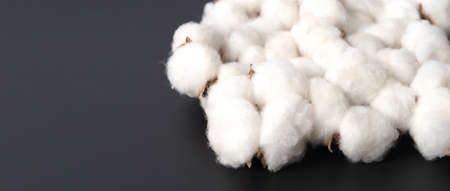 Cotton flowers isolated on black background. studio shot flat lay top view angle. White cotton...