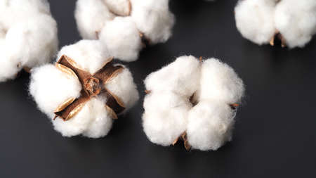 Cotton flowers isolated on black background. studio shot flat lay top view angle. White cotton...