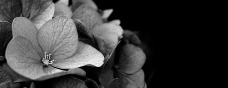 French Hydrangea and dark background. Blue Hydrangea or Hydrangea macrophylla or Hortensia flowers from Sapporo Hokkaido Japan. Colorful Hydrangeas. Macro depth of field for soft focus blurry feel.の写真素材