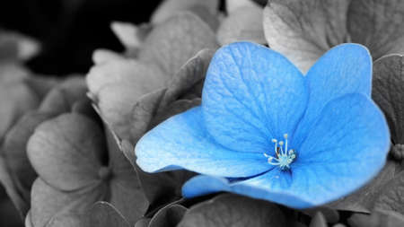 French Hydrangea and dark background. Blue Hydrangea or Hydrangea macrophylla or Hortensia flowers...