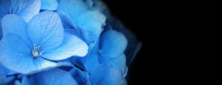 French Hydrangea and dark background. Blue Hydrangea or Hydrangea macrophylla or Hortensia flowers from Sapporo Hokkaido Japan. Colorful Hydrangeas. Macro depth of field for soft focus blurry feel.の写真素材
