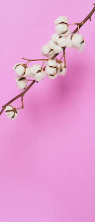 Natural Cotton flowers. Real delicate soft and gentle natural white cotton balls flower branches and pink background. Flowers composition. japan minimal style. nature cotton material for clothes.の写真素材