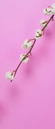 Natural Cotton flowers. Real delicate soft and gentle natural white cotton balls flower branches and pink background. Flowers composition. japan minimal style. nature cotton material for clothes.の写真素材