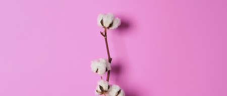 Natural Cotton flowers. Real delicate soft and gentle natural white cotton balls flower branches and pink background. Flowers composition. japan minimal style. nature cotton material for clothes.の写真素材