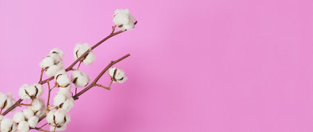 Natural Cotton flowers. Real delicate soft and gentle natural white cotton balls flower branches and pink background. Flowers composition. japan minimal style. nature cotton material for clothes.の写真素材