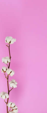 Natural Cotton flowers. Real delicate soft and gentle natural white cotton balls flower branches and pink background. Flowers composition. japan minimal style. nature cotton material for clothes.の写真素材