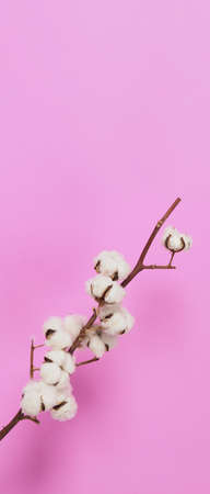 Natural Cotton flowers. Real delicate soft and gentle natural white cotton balls flower branches and pink background. Flowers composition. japan minimal style. nature cotton material for clothes.の写真素材