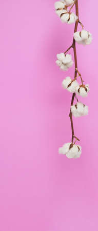 Natural Cotton flowers. Real delicate soft and gentle natural white cotton balls flower branches and pink background. Flowers composition. japan minimal style. nature cotton material for clothes.の写真素材