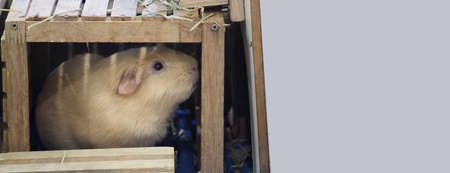 White Hamster. little pet hamster on plastic and wooden cage. The mouse eats dry grass or pet food on wooden box. An adorable hairy little animal. Hamsters are small pets famous for kids and women.の写真素材