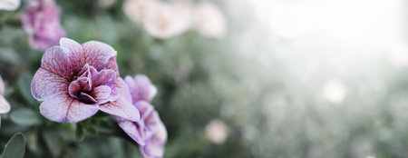 Impatiens flowers. Close up images of Double Impattiens rose are popular garden annuals. Derived from Busy Lizzie and New Guinea Impatiens. Double Impatiens roses very famous in Otaru Hokkaido Japan.の写真素材