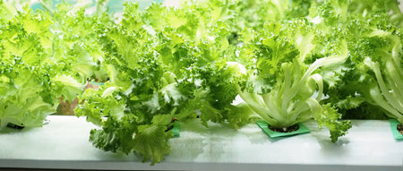 Indoor vertical farm or modern vegetable farming that use new technology of seeding plants on vertical stack. Indoor farm Hydroponic plants growing under LED lights to reduce CO2 emission. QC passed.の写真素材