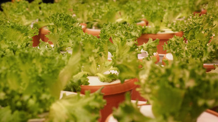 Smart vertical farm. Modern vertical farm with fresh lettuce and greens growing under LED lights. Smart indoor agriculture and hydroponics. Sustainable clean and efficient crop product in less area.の写真素材