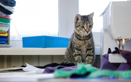 Cute gray kitten cat with a sewing machineの写真素材