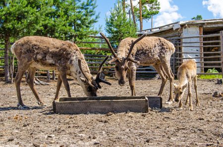 Two elks with big horns and its baby eating in the park.の写真素材