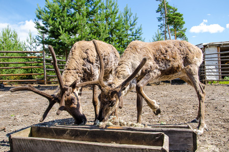 Two elks with big horns eating in the park.の写真素材