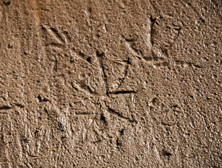 Bird footprints on the wet sand. Textured background.の写真素材