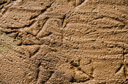 Bird footprints on the wet sand. Textured natural background.の写真素材