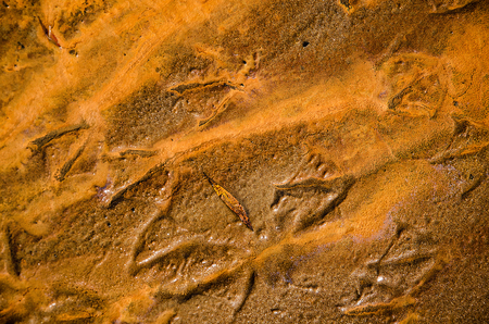 Bird footprints on the wet sand. Textured natural background.