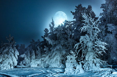 Nightly landscape with fir forest snow and full moon. Siberia. Toned.の写真素材